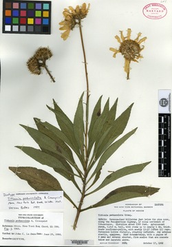 Image of Tithonia pedunculata