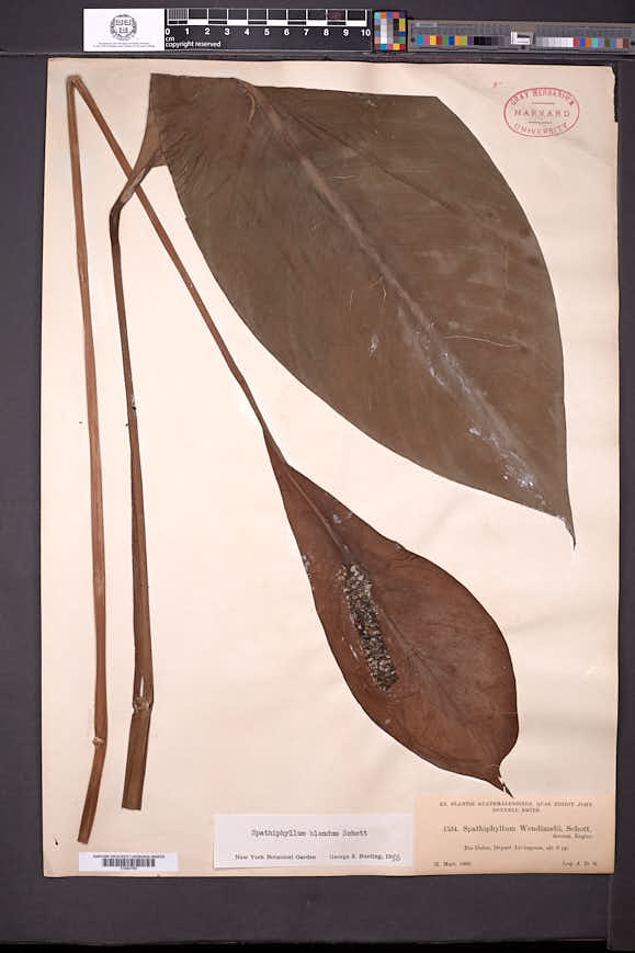 Spathiphyllum blandum image
