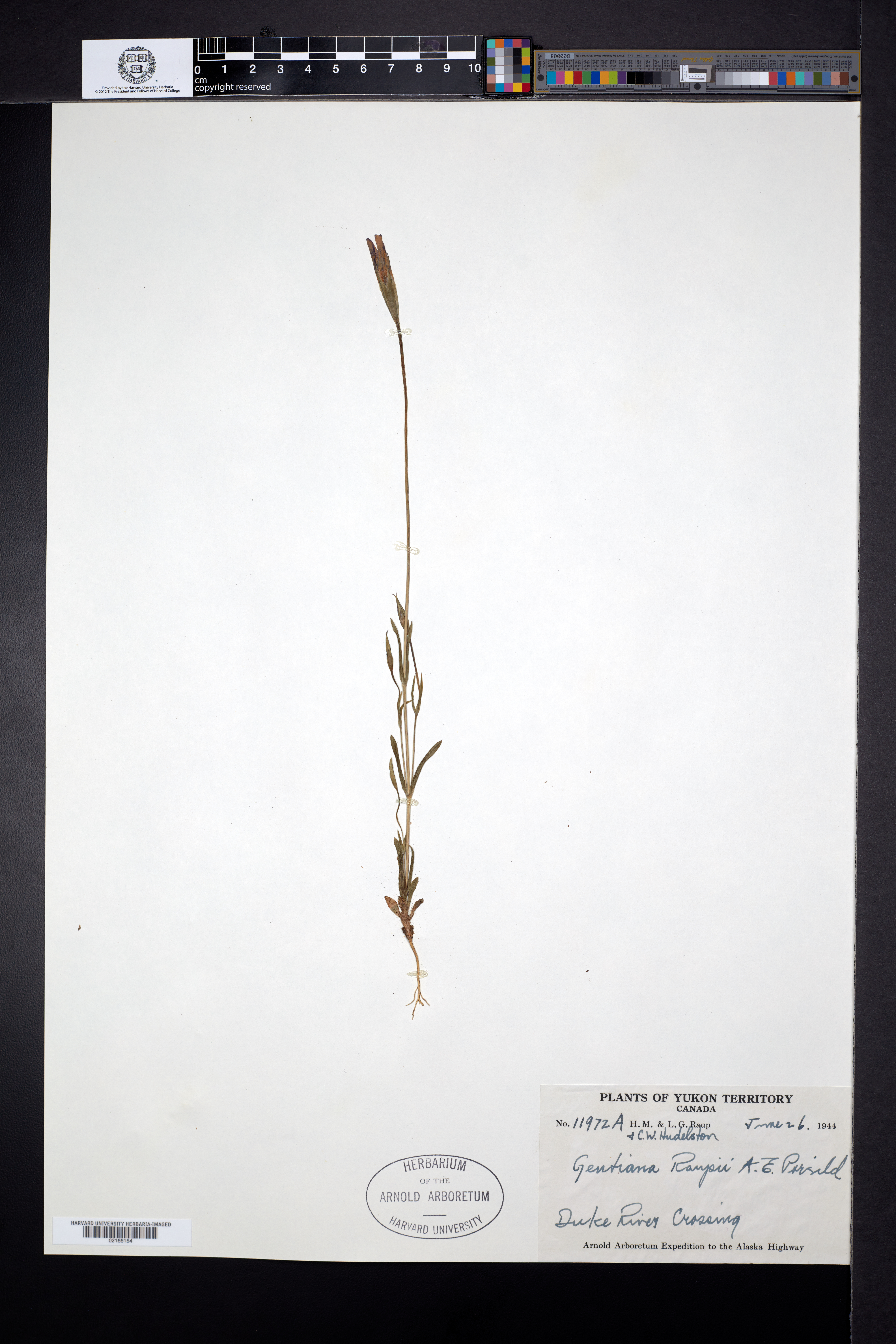 Gentianopsis barbata subsp. raupii image