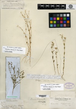 Image of Linum digynum