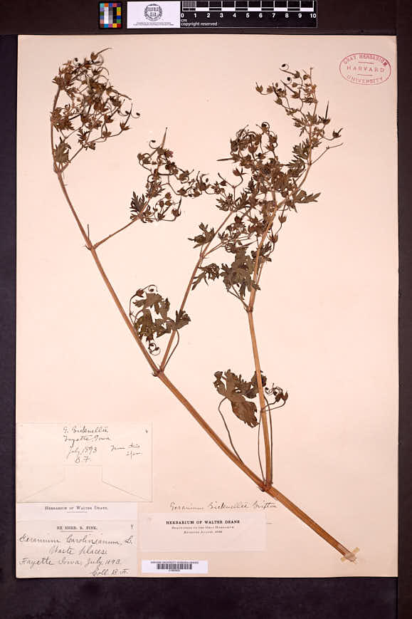 Geranium bicknellii image