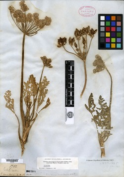 Image of Peucedanum tomentosum