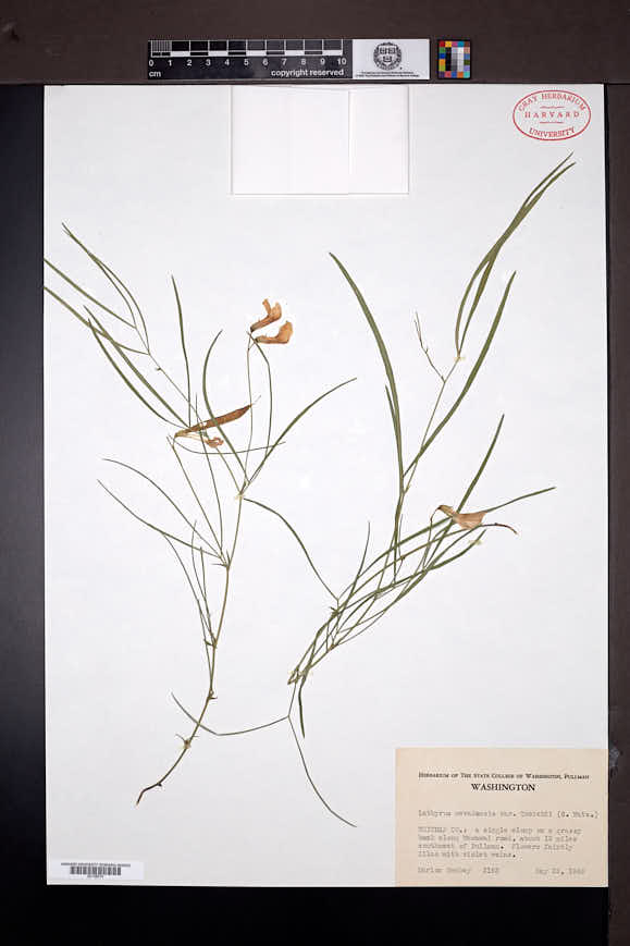 Lathyrus cusickii image