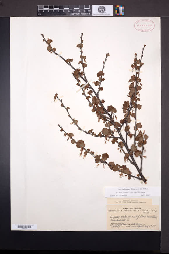 Ribes rotundifolium image