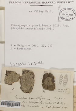 Phaeographis punctiformis image