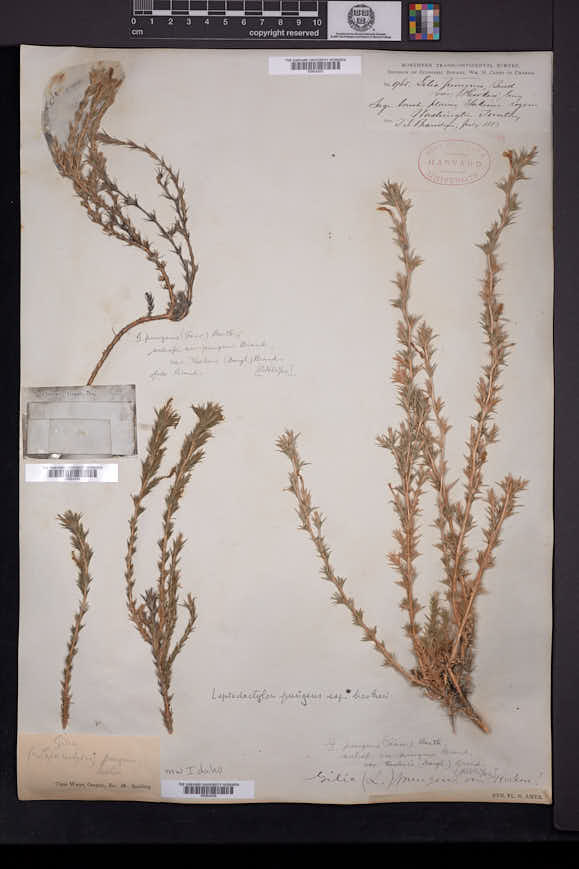Linanthus pungens subsp. hookeri image