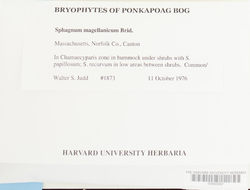 Sphagnum magellanicum image