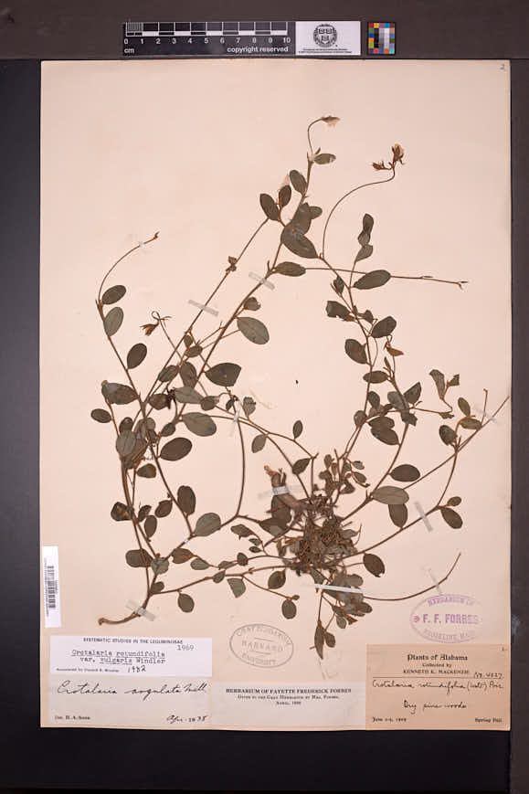 Crotalaria rotundifolia var. vulgaris image