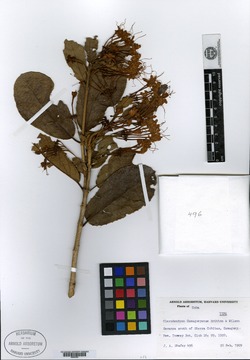 Clerodendrum lindenianum image