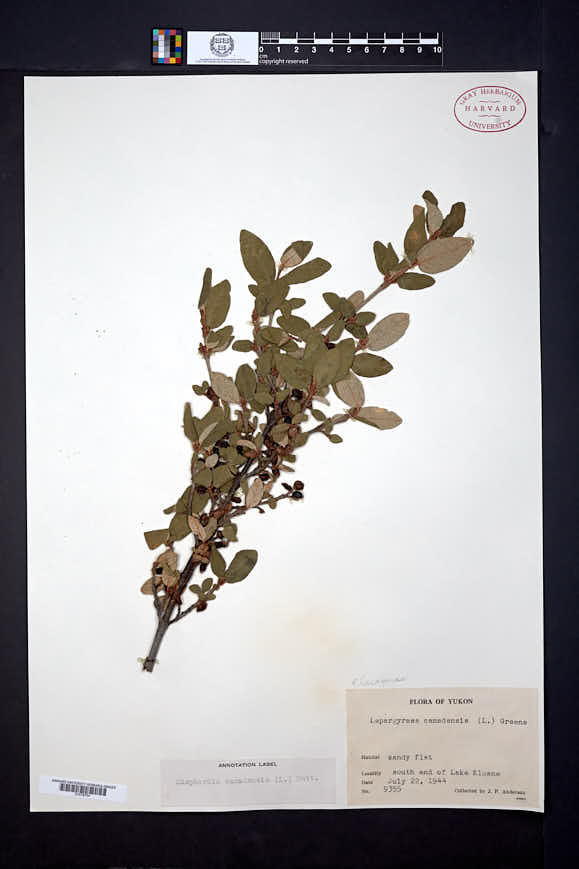 Shepherdia canadensis image