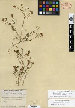 Dalea urceolata var. lucida image