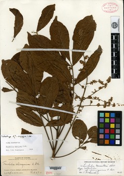 Image of Trichilia martiana