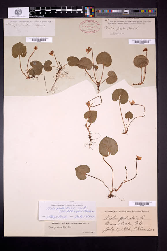 Viola palustris subsp. brevipes image