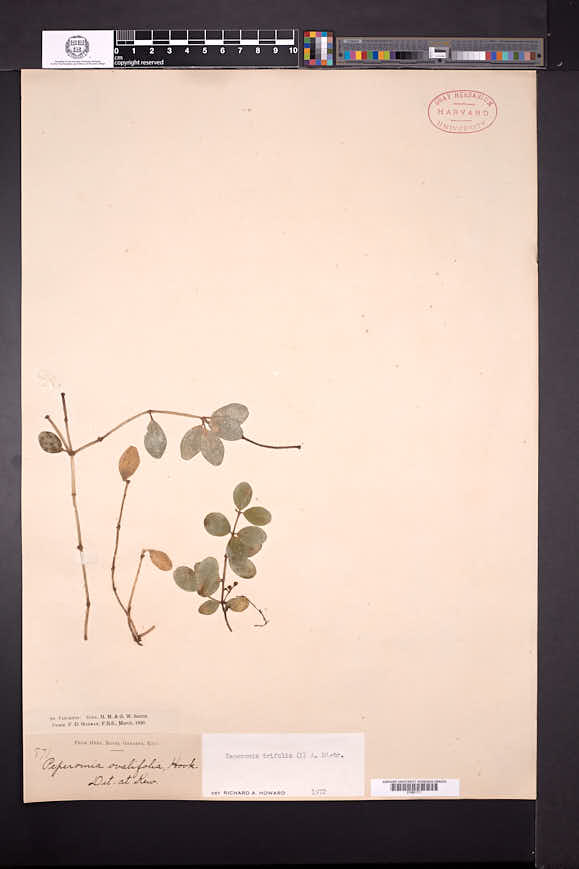 Peperomia trifolia image