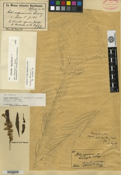 Image of Aster asperrimus
