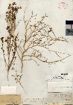 Image of Carsonia sparsifolia