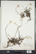 Antennaria howellii subsp. petaloidea image