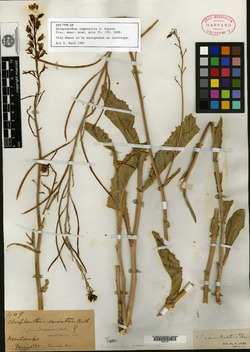 Image of Streptanthus campestris
