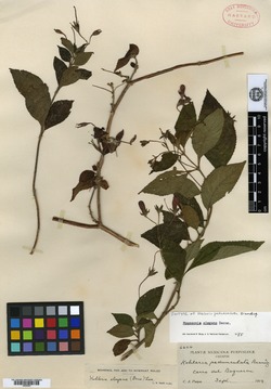 Kohleria pedunculata image