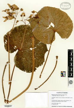 Image of Begonia campanensis