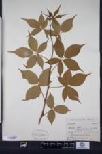 Rubus montpelierensis image