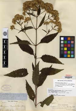 Image of Critonia dalea