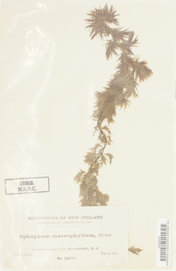 Sphagnum macrophyllum image