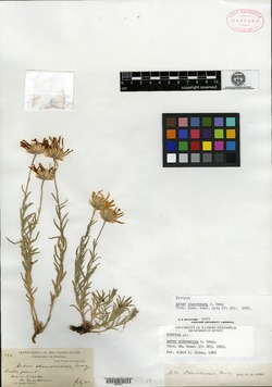 Image of Aster stenomeres