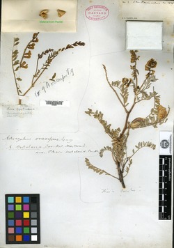 Image of Astragalus oocarpus