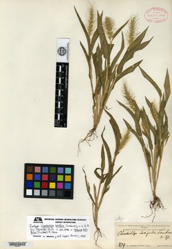 Image of Setaria latifolia