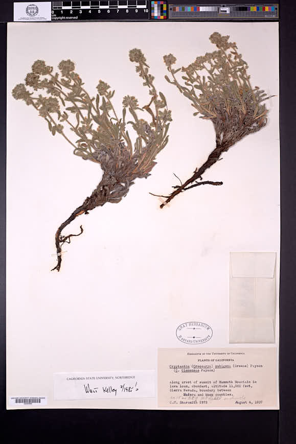 Oreocarya nubigena image