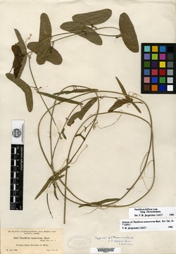 Passiflora transversa image