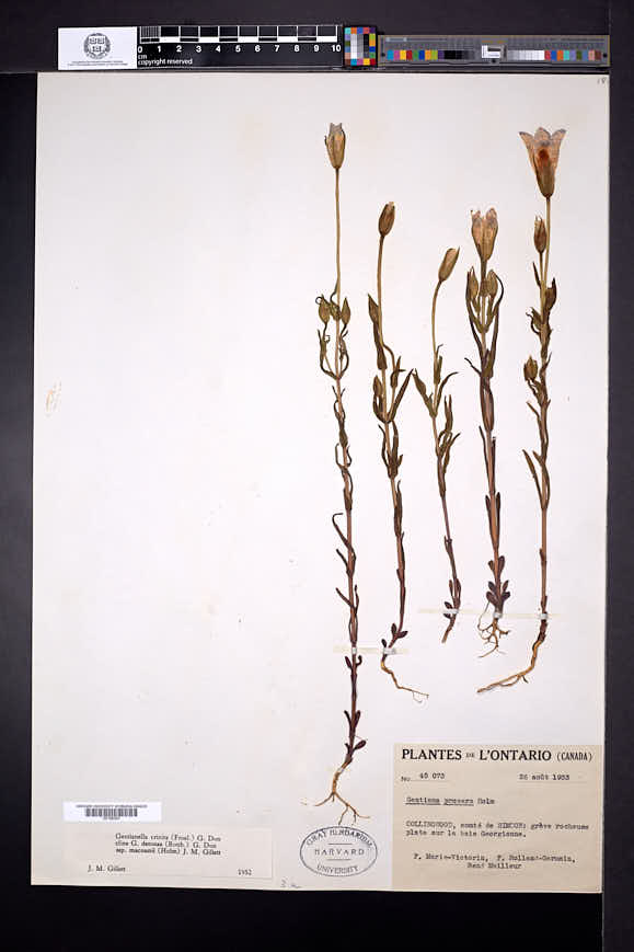 Gentianopsis macounii image