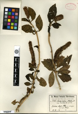 Stachytarpheta albiflora image