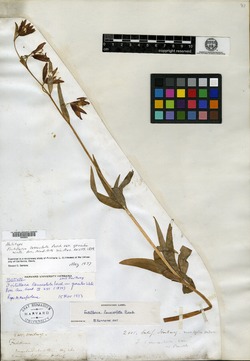 Fritillaria affinis image