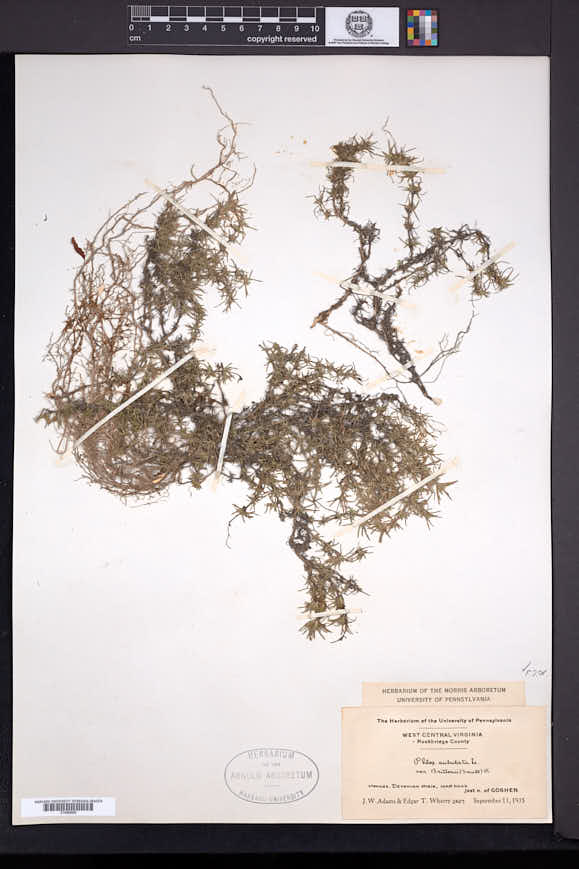 Phlox subulata subsp. brittonii image