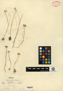 Allium hickmanii image