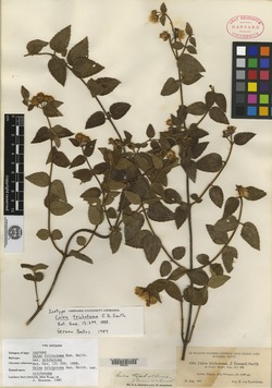 Image of Calea trichotoma