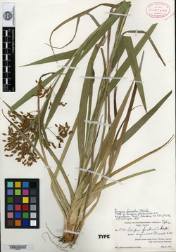 Scirpus fontinalis var. virginiana image