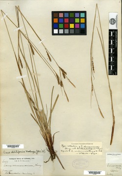 Carex cinnamomea image