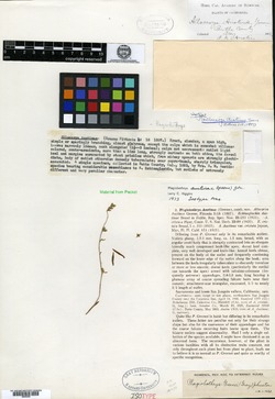 Allocarya austiniae image