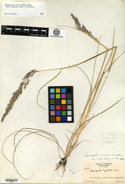 Calamagrostis stricta subsp. inexpansa image