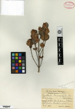 Guettarda lamprophylla image