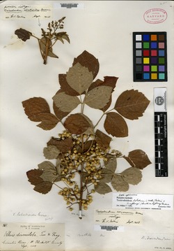 Image of Toxicodendron coriaceum