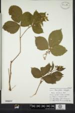 Rubus frondosus image