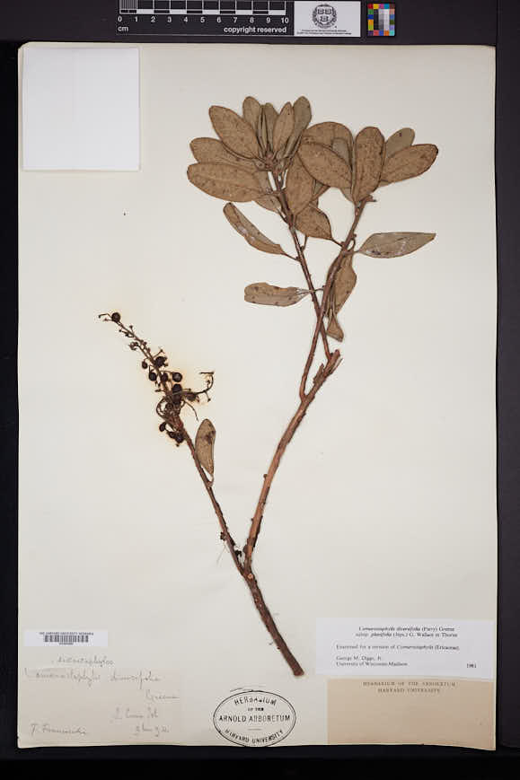 Comarostaphylis diversifolia image