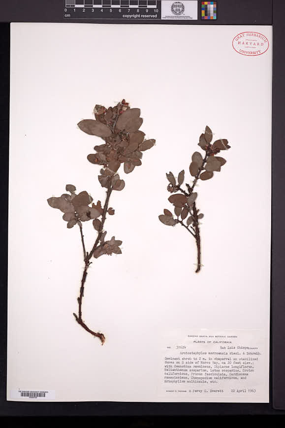 Image of Arctostaphylos morroensis