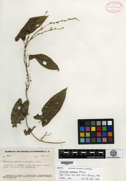 Image of Dioscorea koepperi