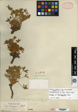 Image of Lupinus brachypodus