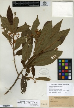 Saurauia oreophila image
